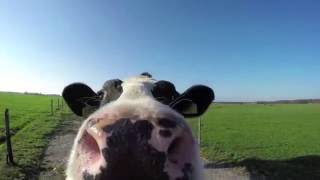 Jaclyn Bradley Palmer | I CHOOSE JOY | Official Video