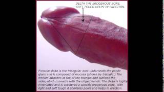 Human penis part 8 FRENULUM OF PENIS 18+ Educational purposes.(jklakhani)
