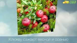 Посадка клюквы - как правильно посадить клюкву