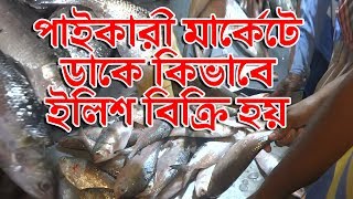 পাইকারীতে ডাকে কিভাবে ইলিশ বিক্রি হয় । How to Sale Hilsa in Wholesale Market | Banglarmukh