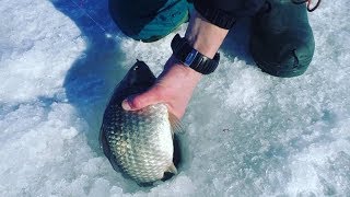 Килограммовые КАРАСИ Утащили Все УДОЧКИ в Лунку!!! Зимняя Рыбалка на Карася