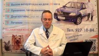 Кастрация кота на дому. Рассказывает ветеринарный врач Службы "Спасатель-24"
