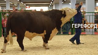 ПОКАЗ МЯСНОГО КРС ГЕРЕФОРДСКОЙ ПОРОДЫ. Выставка Золотая Осень-2018