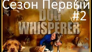 Переводчик с собачьего видео сезон 1 серия 2