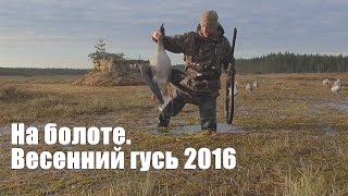 Охота на гусей 2016  На болоте. Карелия.