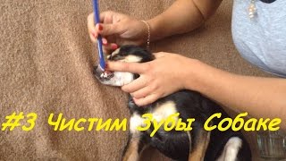 Как чистить зубы собаке. Чистка зубов Той терьеру.