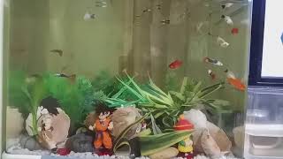 구피 플레티