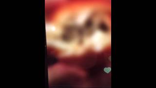 Александр Бон (shponks) on Periscope [2015-11-25 00-03] Прикол