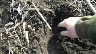 Подсолнечник без пахоты  Часть 1