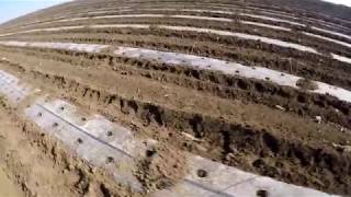 Сахарная кукуруза. Армянск - серия 3.  Подготовка поля для посева и высадки рассады