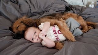 Funny Dogs Protecting Babies Compilation