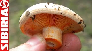 Рыжики. Тихая охота. собираем грибы. Как и где собирать рыжики