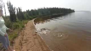 Pike Attacks Щука атакует