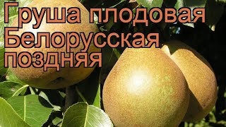 Груша плодовая Белорусская поздняя ? обзор: как сажать, саженцы груши Белорусская поздняя
