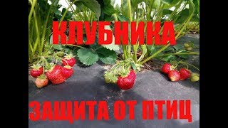 ЗАЩИТА КЛУБНИКИ ОТ ПТИЦ. ТРИ СПОСОБА.