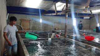 Phân cỡ cá chẽm giống .0977822688