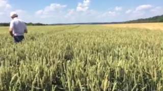 Урожай пшеницы озимой - семена гибрида Леннокс - видео 2