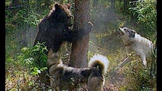 Bärenjagd in Schweden , brown bear hunting.