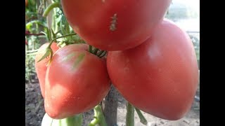 СИБИРСКИЙ ТОМАТ ПУДОВИК - КРУПНЫЙ, КРАСИВЫЙ И ВКУСНЫЙ! Ольга Чернова.