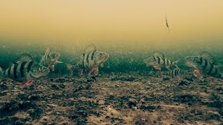 Зимняя рыбалка 2016-2017 на окуня с подводной камерой. Первый лед