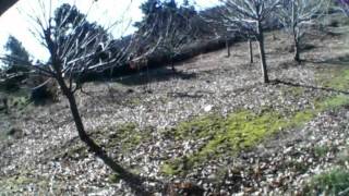 hare hunting beagles 1-1-2015