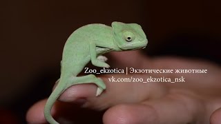 Йеменский хамелеон 8 см. Походка! Смотрите до конца)