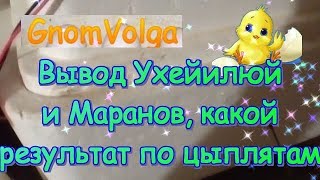 Вывод Ухейилюй и Маранов, какой результат по цыплятам