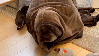 カワウソさくら お気に入りの毛布で大カワウソに擬態してみたThe owner mimicked a large otter