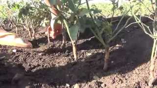Как прививать (окулировать) розы. Grafting roses.
