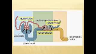 Filtracion glomerular Medicina UVM Queretaro