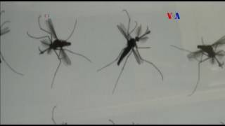 Descubren cómo vuela el mosquito