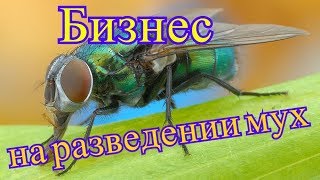 Бизнес идея Выращивание мух с пользой для человека