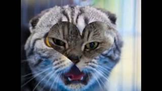 Кошечки. Приколы. Коты. Смотреть до конца. Ларин. Хованский. Скандал