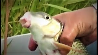 Что за конь? ЧУКУЧАН Red Horse Fishing