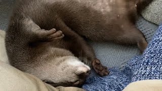 カワウソさくら 両手に花でいるところを盗撮される Otter, owner and cat taking a nap
