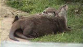 otters - they sure love each other