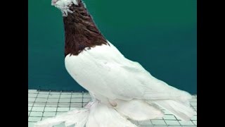 УЗБЕКСКИЕ БОЙНЫЕ ГОЛУБИ НИКОЛАЯ АХМЕДОВИЧА (ч 1 )
