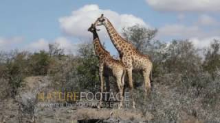 Giraffe (Giraffa Camelopardalis) Male And Female Rub Necks Mating Ritual Kruger National Park