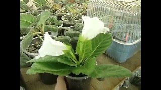 ?Мои глоксинии. Моя квартира. 10000 глоксиний ))) ЦВЕТОЧНОЕ БЕЗУМИЕ !??How to grow gloxinia