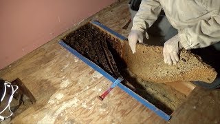 Second bee hive removal and relocation from the same house.