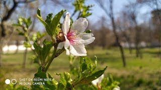 ФОТО и ВИДЕО на Xiaomi Redmi Note 7 ► ШОК!