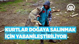 Kurtlar doğaya salınmak için yabanileştiriliyor