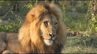 Safari Live : The Nkuhuma Pride and Birmingham Boys this morning Jan 20, 2018