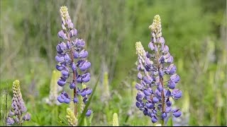 Красивая природа России летом. Природа HD. Красивое видео HD. | Russian nature HD