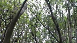 Lady Musgrave Island Tour - Forestwalk