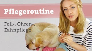 Hund Pflegeroutine Labrador - Fellpflege, Zahnpflege, Ohrenpflege - Zähne putzen? Hundekanal