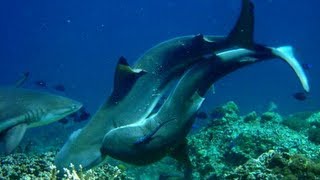Sharks Caught MATING in the wild! UNBELIVEABLE!!