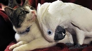 Katze vs Papagei Lustige Video Erstellung [HD video APRIL 2014]