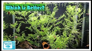 Fish Tank Showdown: 20 Gallon High vs 20 Long!