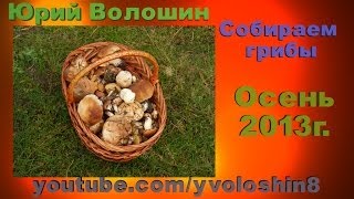 Собираем грибы в лесу  осенью .